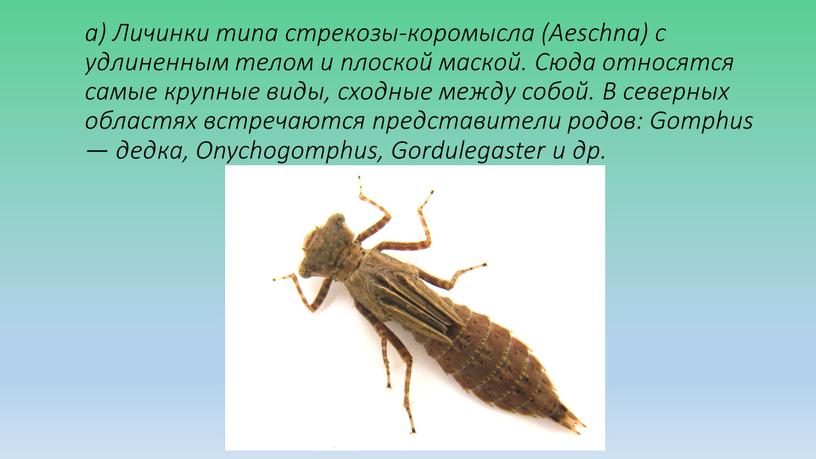 Личинки типа стрекозы-коромысла (Aeschna) с удлиненным телом и плоской маской