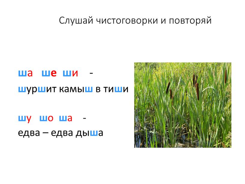 Слушай чистоговорки и повторяй ш а ше ш и - ш ур ш ит камы ш в ти ш и ш у ш о ш…