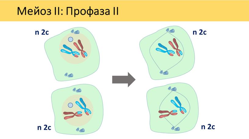 Мейоз II: Профаза II n 2c n 2c n 2c n 2c