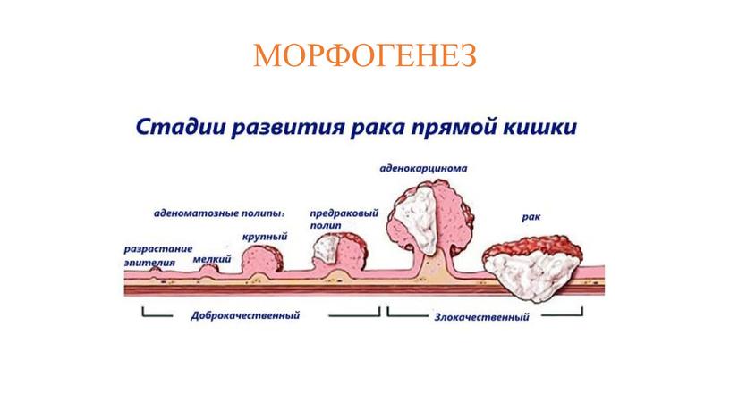 МОРФОГЕНЕЗ