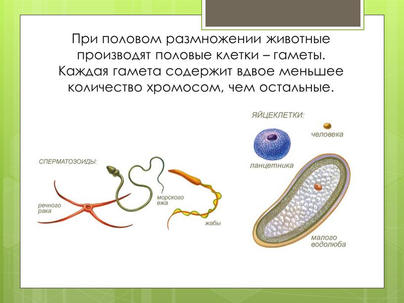 При половом размножении животные производят половые клетки – гаметы