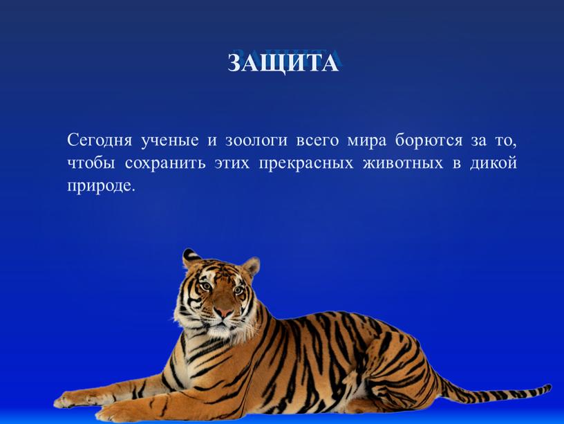 ЗАЩИТА Сегодня ученые и зоологи всего мира борются за то, чтобы сохранить этих прекрасных животных в дикой природе