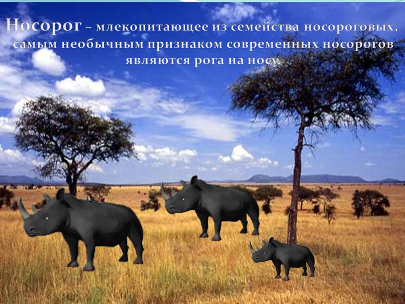 Носорог – млекопитающее из семейства носороговых, самым необычным признаком современных носорогов являются рога на носу