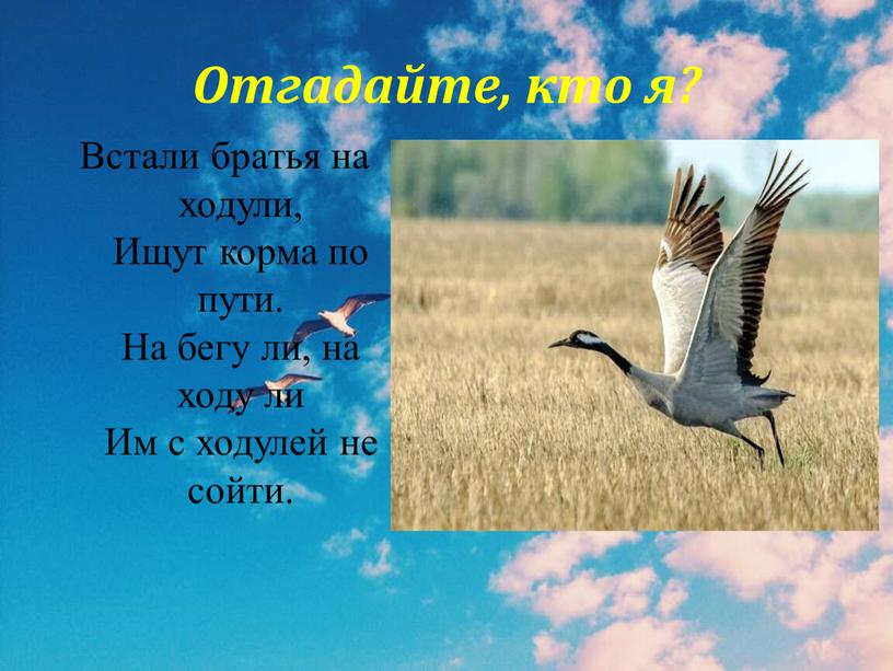 Отгадайте, кто я? Встали братья на ходули,