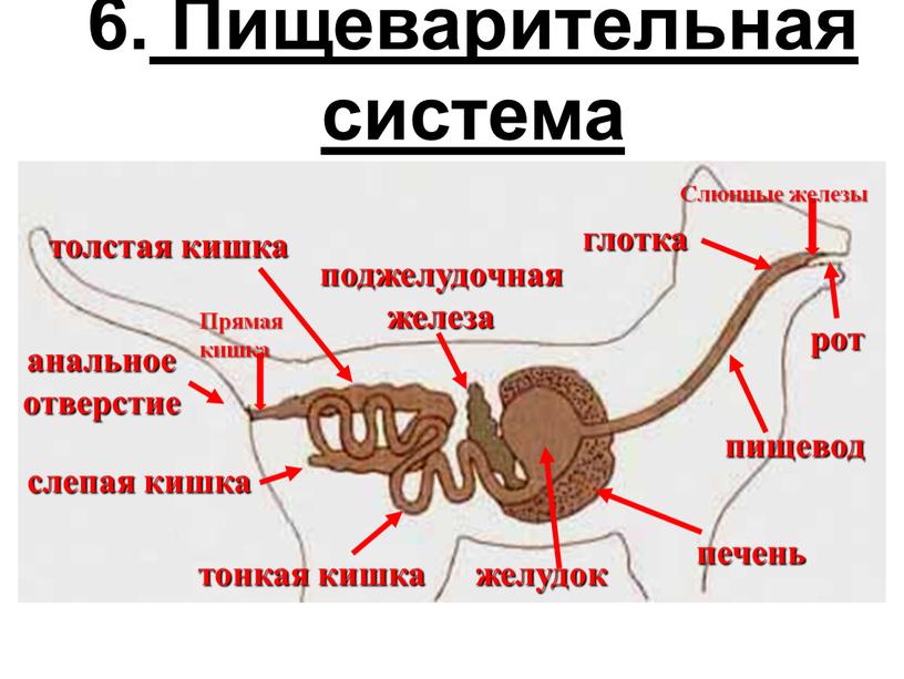 Пищеварительная система рот глотка пищевод желудок печень поджелудочная железа тонкая кишка толстая кишка слепая кишка анальное отверстие