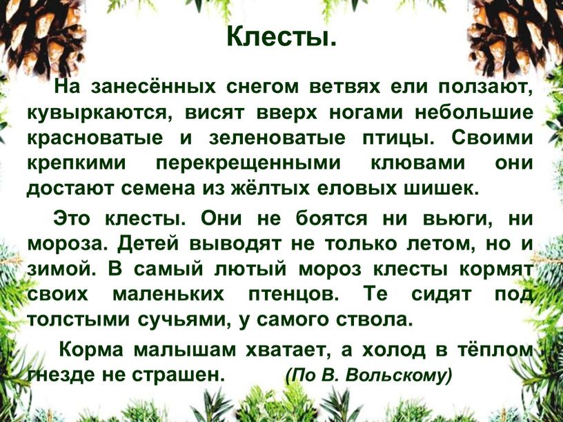 Клесты. На занесённых снегом ветвях ели ползают, кувыркаются, висят вверх ногами небольшие красноватые и зеленоватые птицы