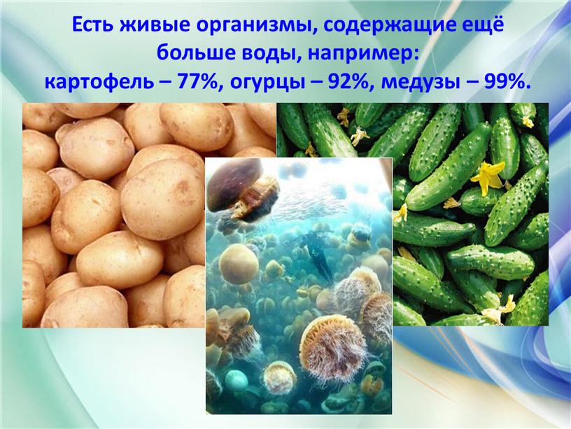 Есть живые организмы, содержащие ещё больше воды, например: картофель – 77%, огурцы – 92%, медузы – 99%