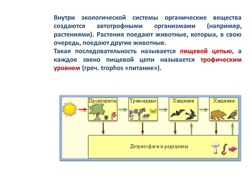 Внутри экологической системы органические вещества создаются автотрофными организмами (например, растениями)