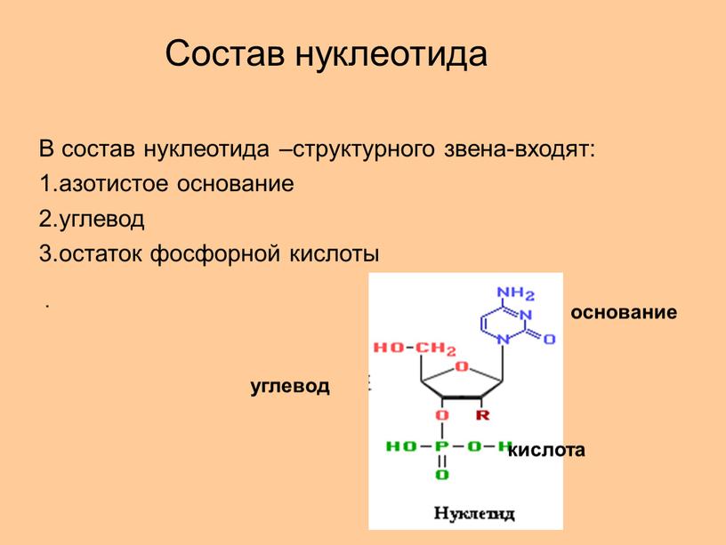 Состав нуклеотида . В состав нуклеотида –структурного звена-входят: 1