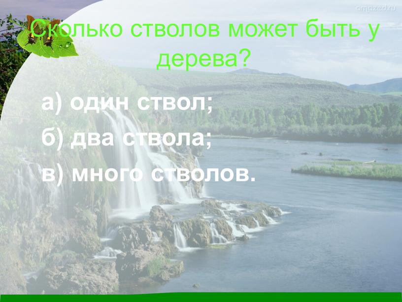 Сколько стволов может быть у дерева? а) один ствол; б) два ствола; в) много стволов