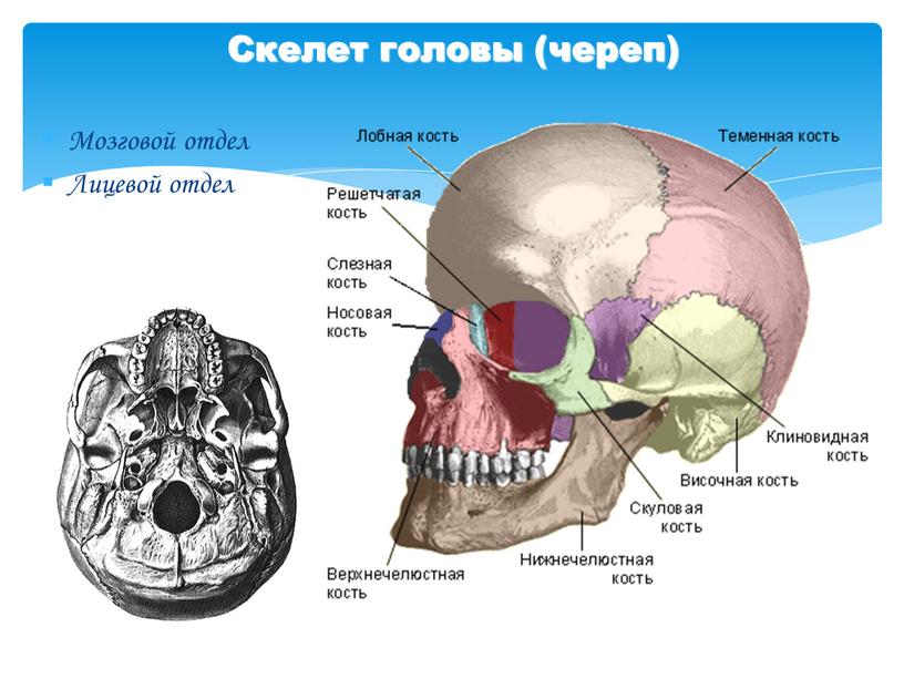 Скелет головы (череп) Мозговой отдел