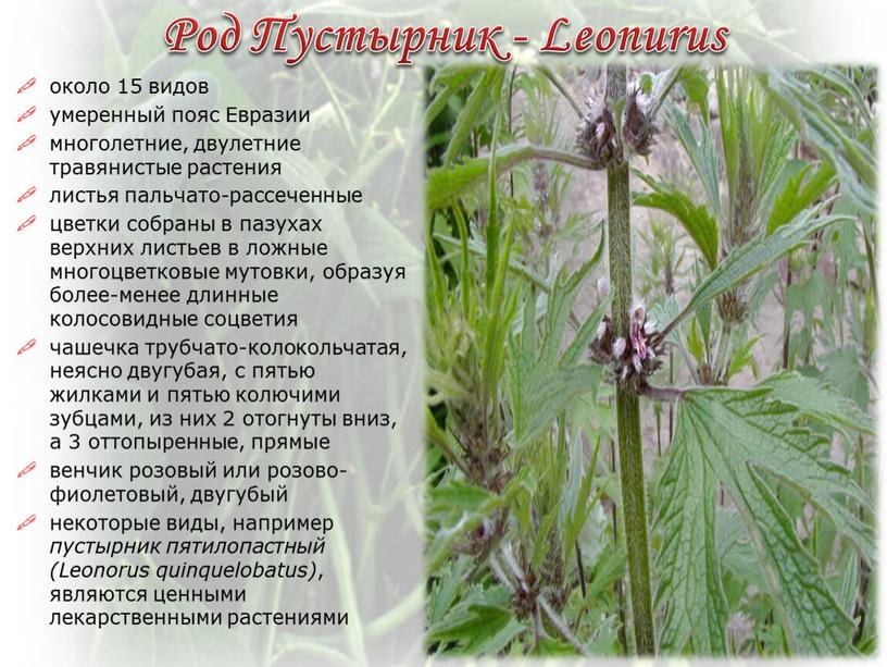 Род Пустырник - Leonurus около 15 видов умеренный пояс