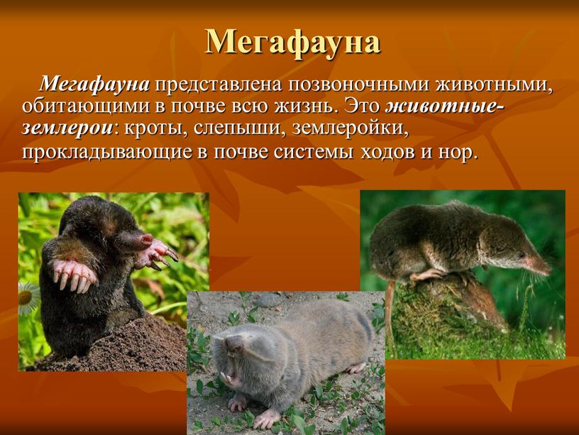 Мегафауна Мегафауна представлена позвоночными животными, обитающими в почве всю жизнь