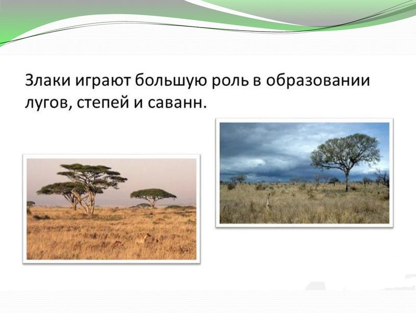 Презентация по биологии на тему "Семейство злаковые" 6класс