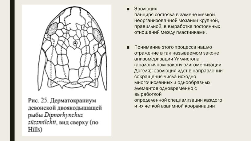 Эволюция панциря состояла в замене мелкой неорганизованной мозаики крупной, правильной, в выработке постоянных отношений между пластинками