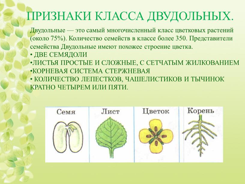 ПРИЗНАКИ КЛАССА ДВУДОЛЬНЫХ. Двудольные — это самый многочисленный класс цветковых растений (около 75%)