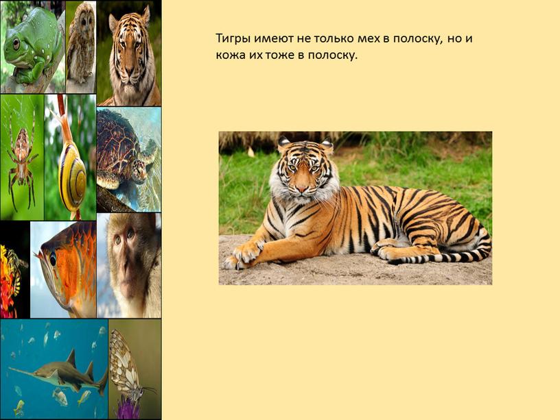Тигры имеют не только мех в полоску, но и кожа их тоже в полоску