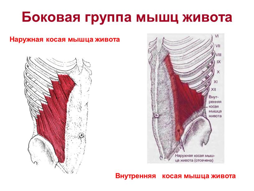 Боковая группа мышц живота Наружная косая мышца живота