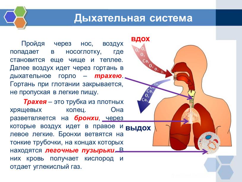 Пройдя через нос, воздух попадает в носоглотку, где становится еще чище и теплее