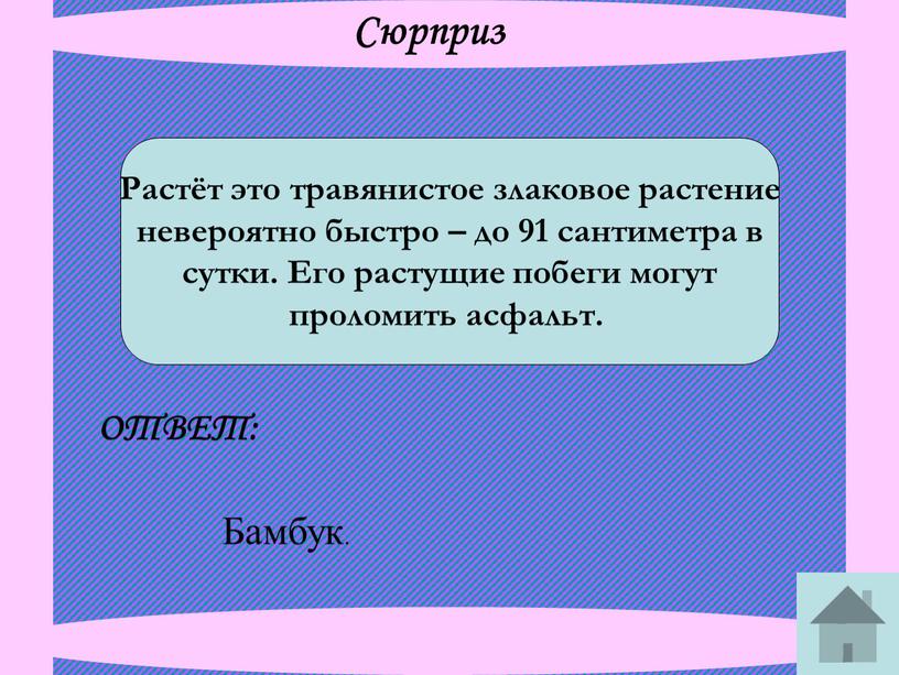 Сюрприз Растёт это травянистое злаковое растение невероятно быстро – до 91 сантиметра в сутки