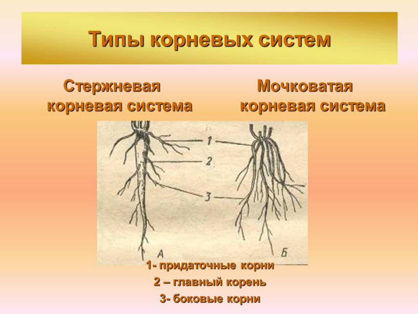 Каким номером на рисунке обозначен боковой корень