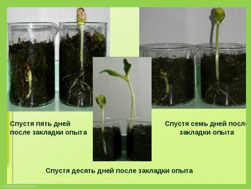 «Условия прорастания и распространение семян» , 2 урок в теме: «Органы  растений (9ч)