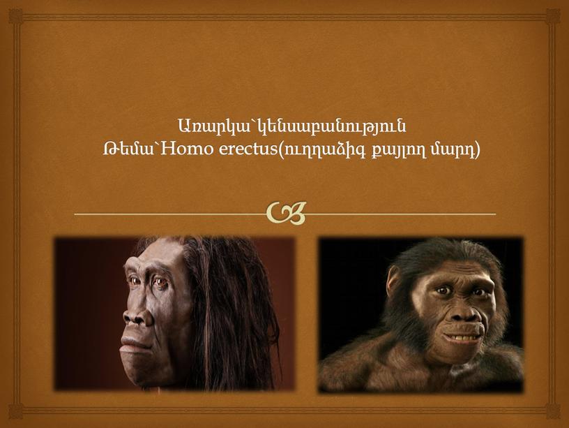 Homo erectus(ուղղաձիգ քայլող մարդ)