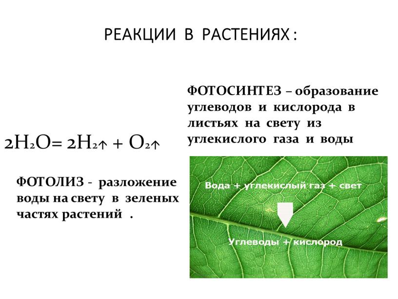 РЕАКЦИИ В РАСТЕНИЯХ : 2Н2О= 2Н2 +