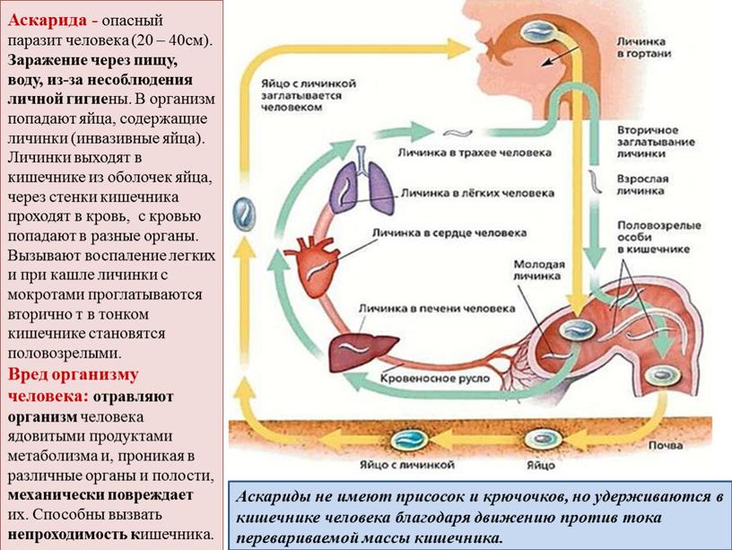 Аскарида - опасный паразит человека (20 – 40см)