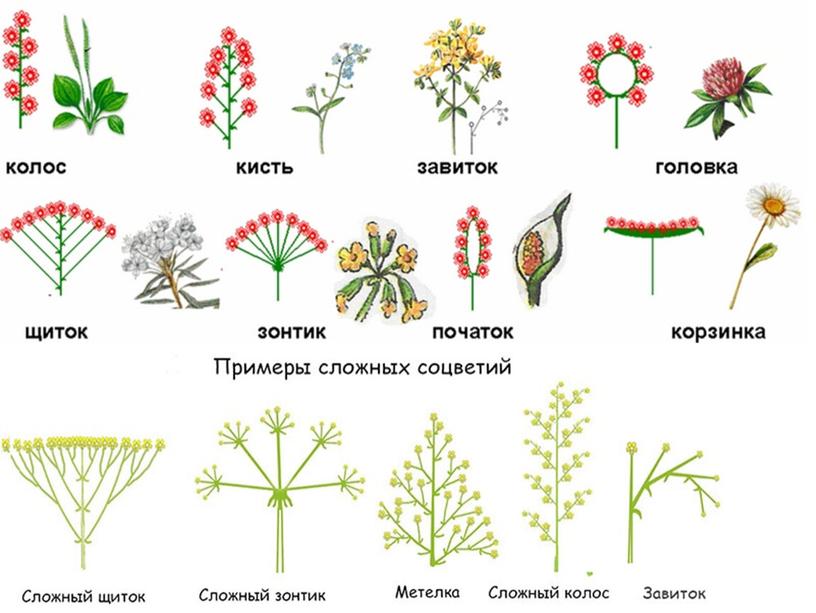 Соцветия, 6 класс, биология