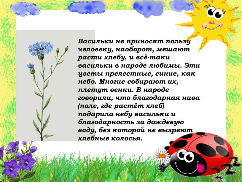 Васильки не приносят пользу человеку, наоборот, мешают расти хлебу, и всё-таки васильки в народе любимы