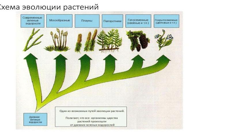 Презентация к уроку по теме: "Покрытосеменные"