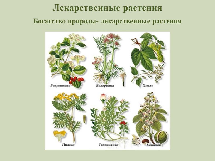 Лекарственные растения Богатство природы- лекарственные растения