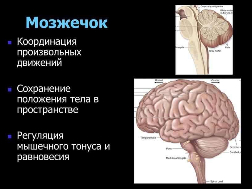 Мозжечок Координация произвольных движений