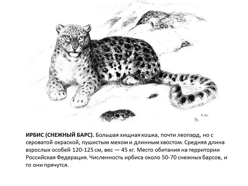 ИРБИС (СНЕЖНЫЙ БАРС). Большая хищная кошка, почти леопард, но с сероватой окраской, пушистым мехом и длинным хвостом