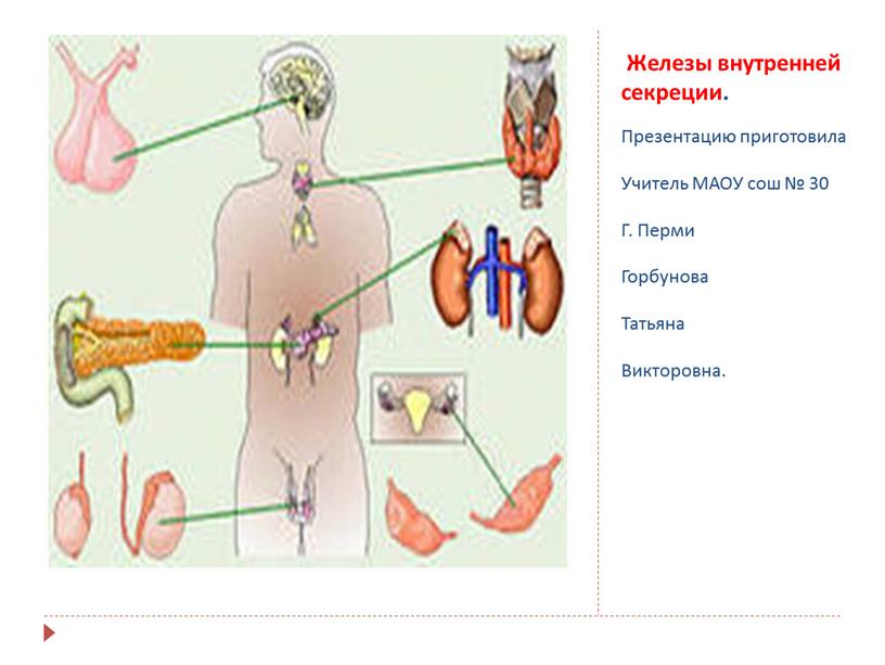 Железы внутренней секреции. Презентацию приготовила