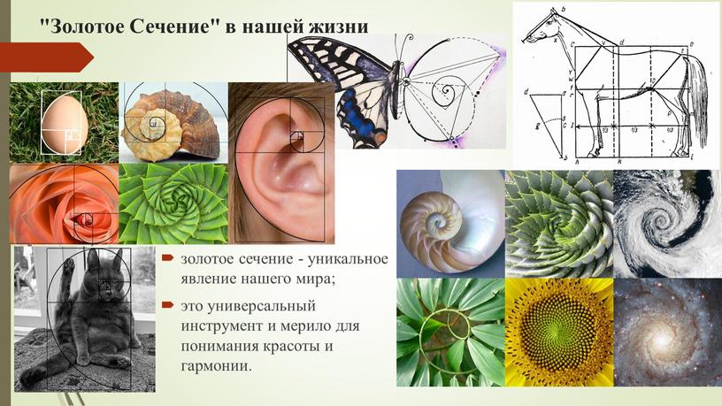 Золотое сечение в природе примеры картинки