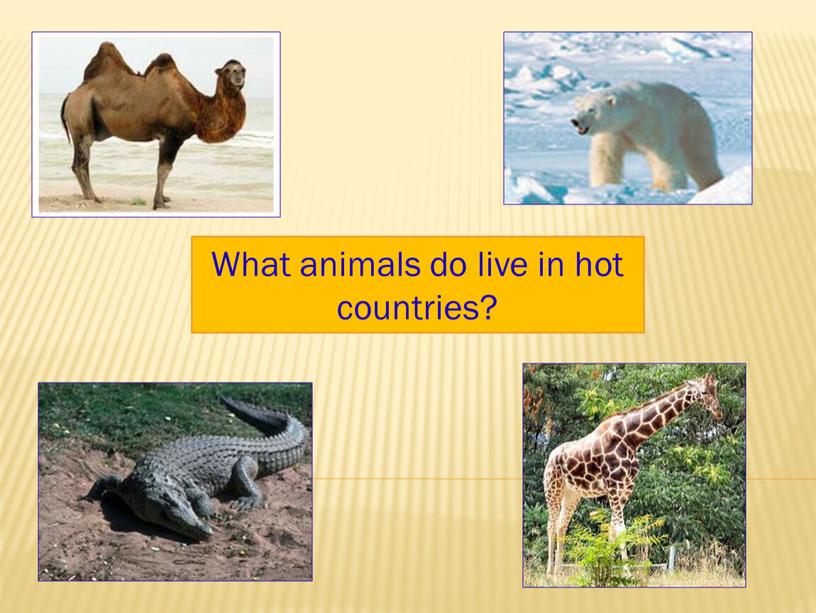 What animals do live in hot countries?