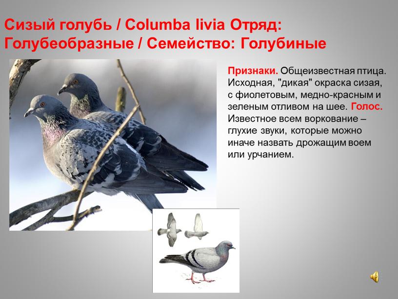 Сизый голубь / Columba livia Отряд: