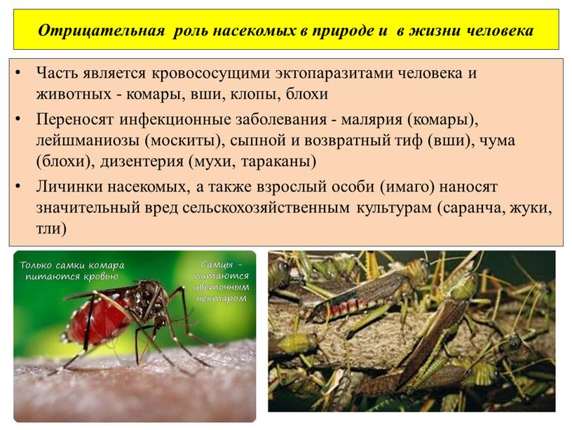 Роль насекомых в природе. Отрицательная роль насекомых. Роль насекомых в жизни человека.