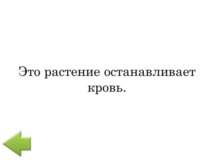 Это растение останавливает кровь