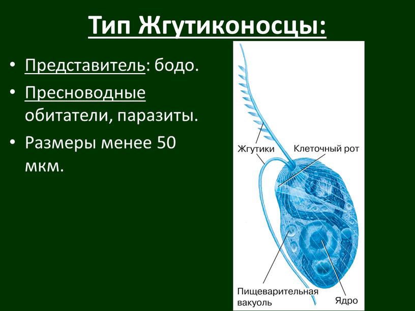 Тип Жгутиконосцы: Представитель : бодо