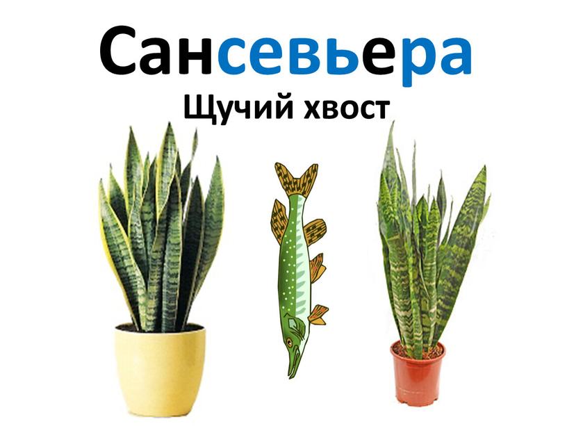 Сансевьера Щучий хвост