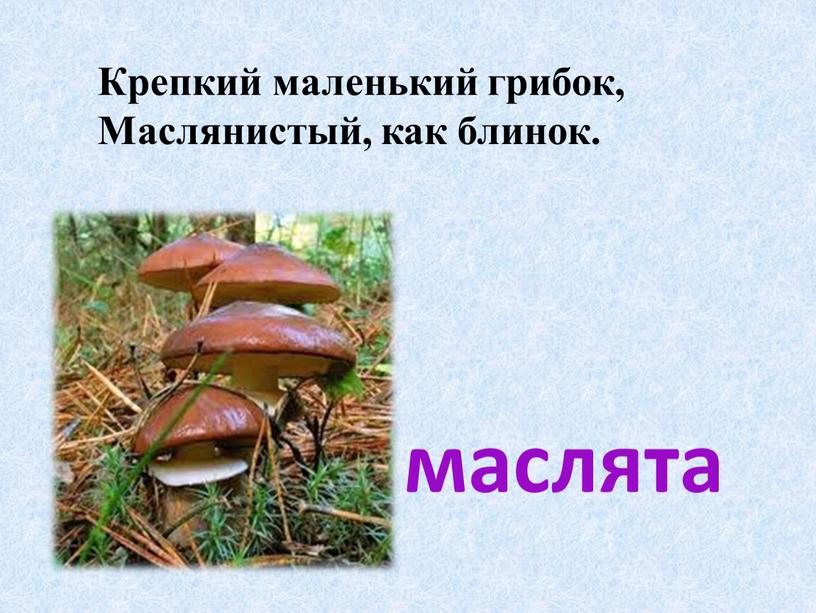 Крепкий маленький грибок, Маслянистый, как блинок