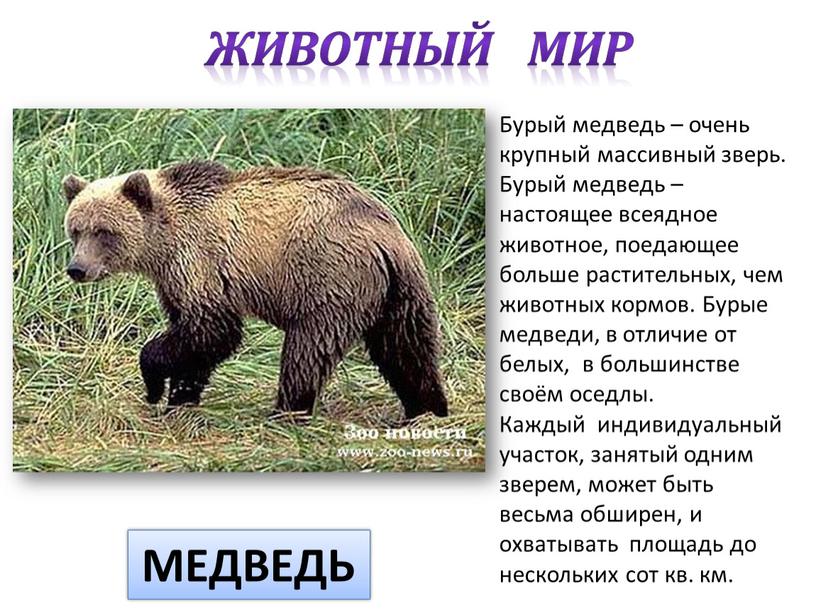 Бурый медведь – очень крупный массивный зверь