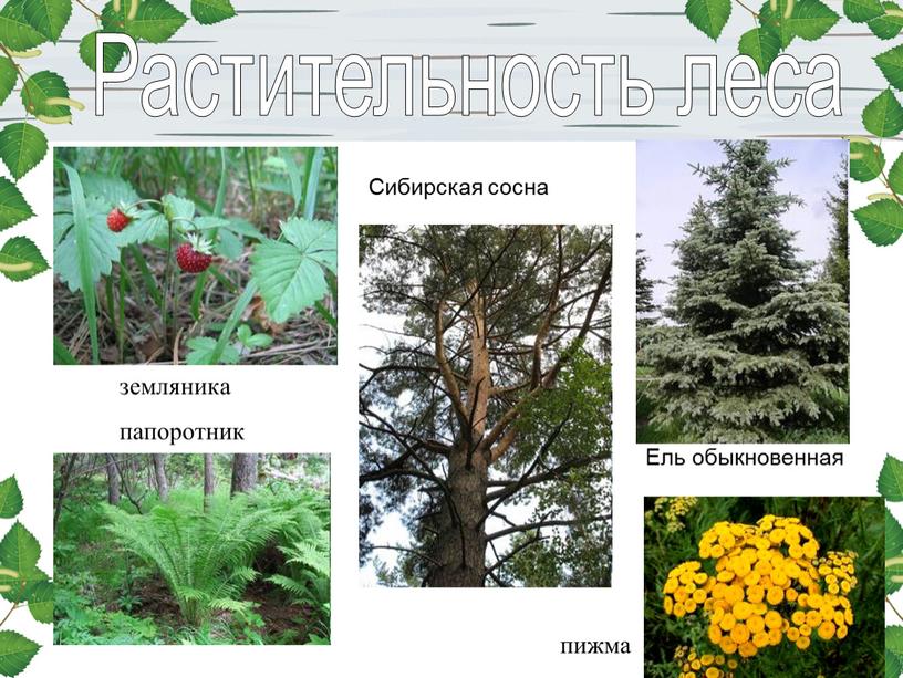Растительность леса Сибирская сосна земляника