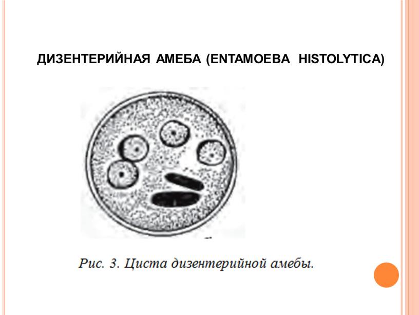 ДИЗЕНТЕРИЙНАЯ АМЕБА (ENTAMOEBA