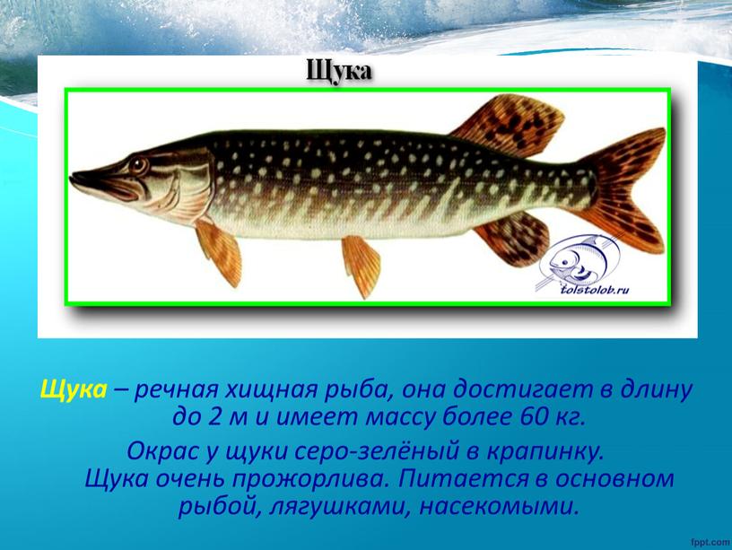 Щука – речная хищная рыба, она достигает в длину до 2 м и имеет массу более 60 кг