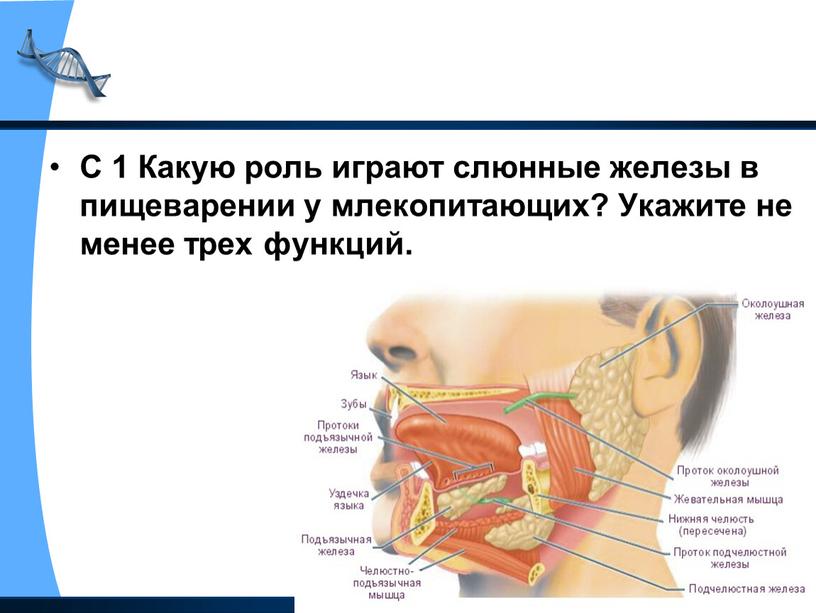 С 1 Какую роль играют слюнные железы в пищеварении у млекопитающих?