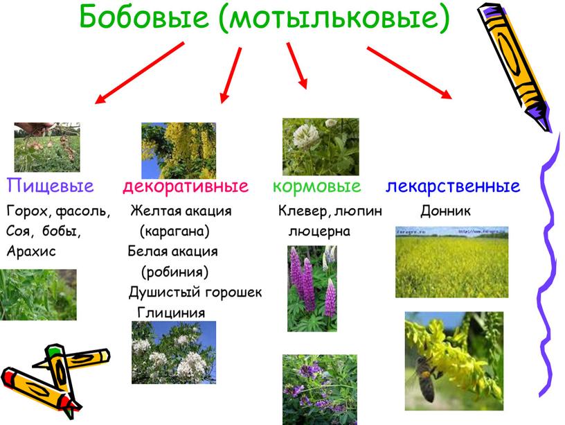 Бобовые (мотыльковые) Пищевые декоративные кормовые лекарственные